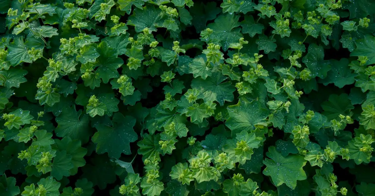Alchemilla (vrouwenmantel) en groei in kleigrond: tips