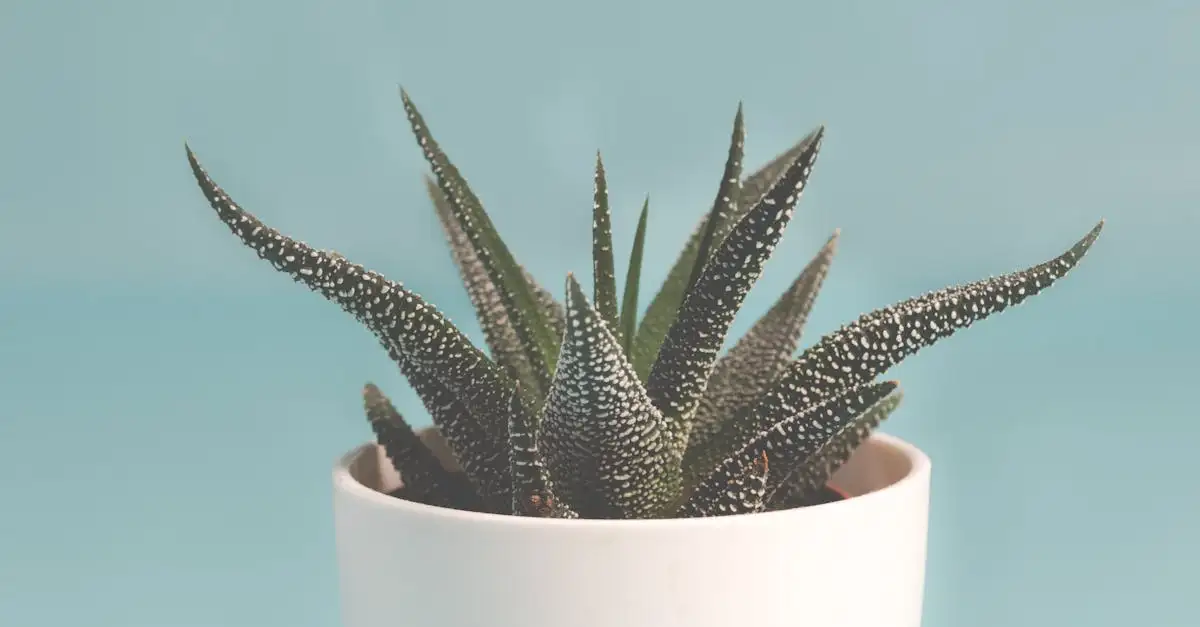 Aloe Aristata Overwinteren in een Onverwarmde Serre (2026)