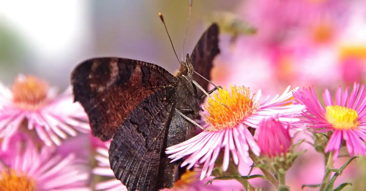 Aster: een aantrekkelijke bloem voor vlinders en bijen