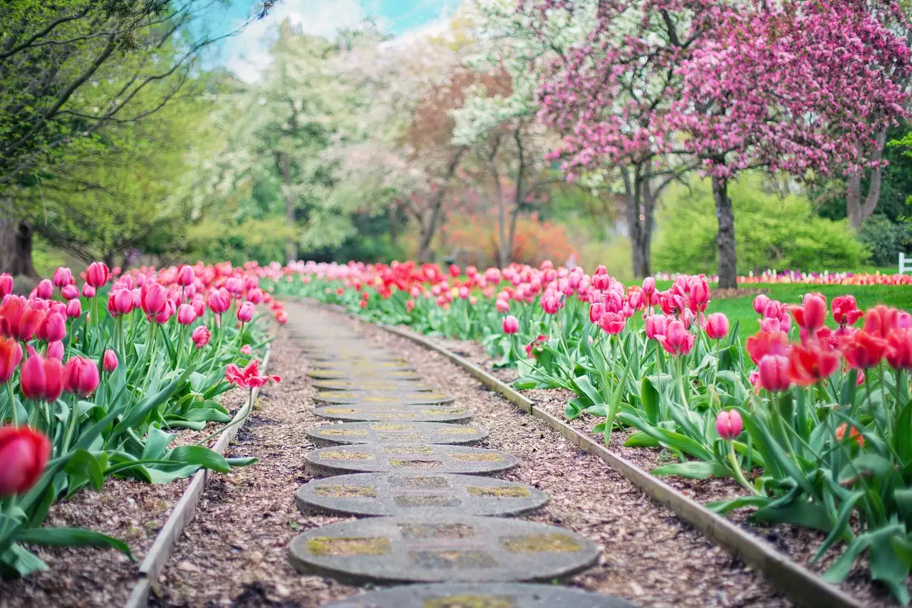 Aziatische ranonkel en tulpen: perfecte voorjaarscombinatie?