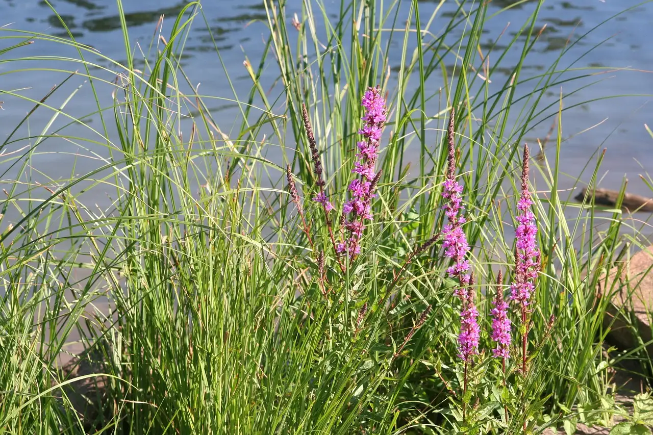 Balsemienwilg combineren met moerasplanten: tips en info