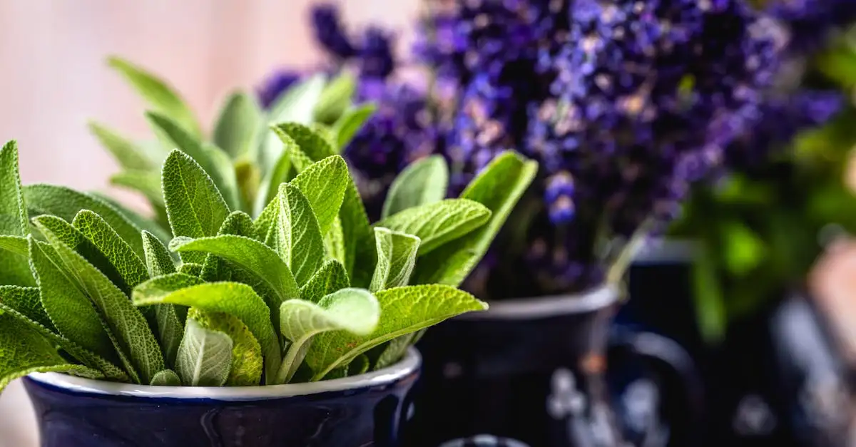 Basterdanjer combineren met lavendel of salie: tips en advies