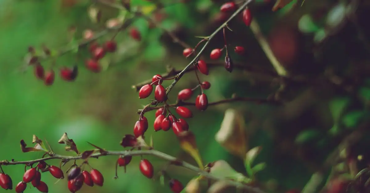 Berberis (zuurbes) op arme zandgrond: groeit het goed?