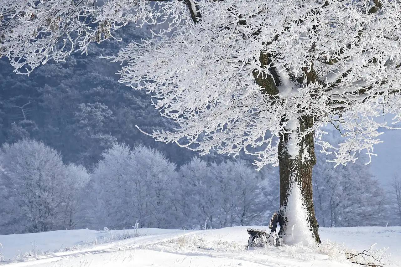 Bescherm monnikskap Aconitum napellus in strenge winters