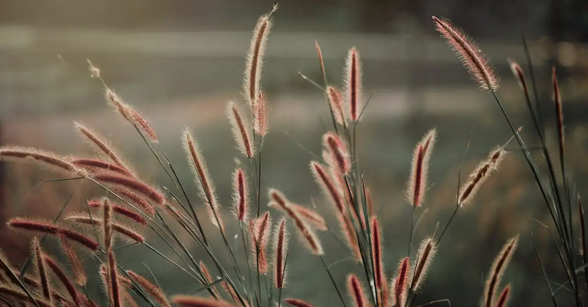Bescherm Pennisetum tegen late vorst na snoei: tips en tricks