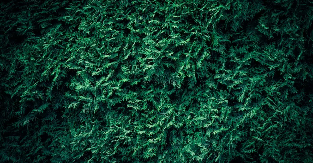 Bescherm Thuja occidentalis (levensboom) bij strenge vorst?