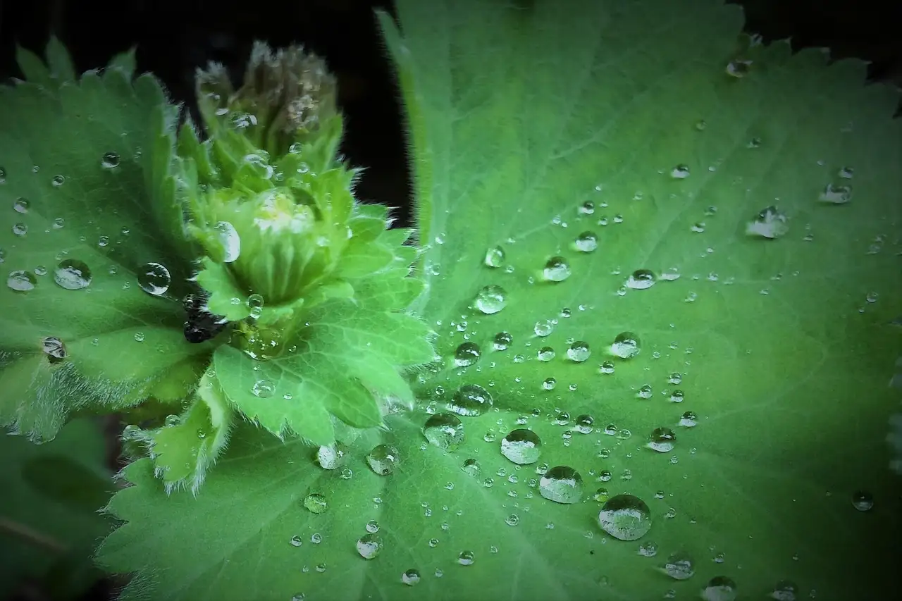 Bescherming jonge vrouwenmantel Alchemilla mollis tegen vorst?