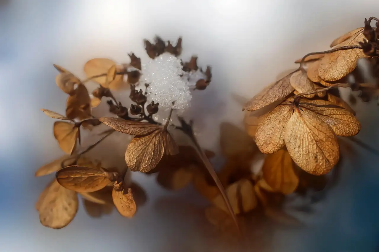 Bescherming van Hydrangea paniculata tegen strenge vorst