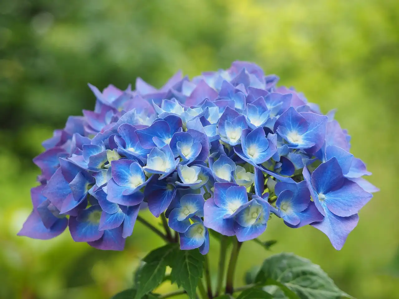 Beste tijd om hydrangea macrophylla te verplanten