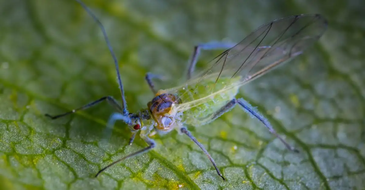 Bladluis op Hydrangea petiolaris: wat te doen?