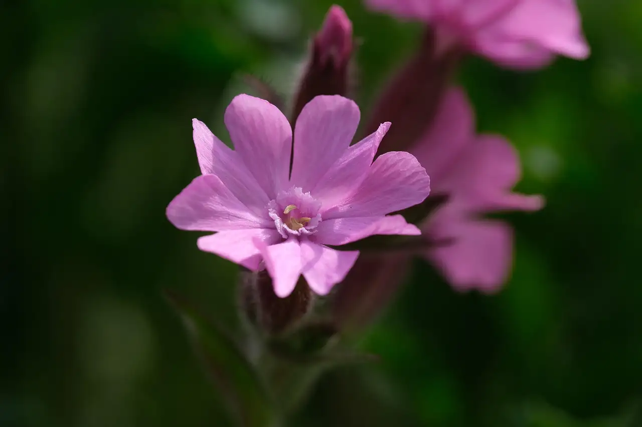 Bladschimmel op koekoeksbloem voorkomen zonder chemie