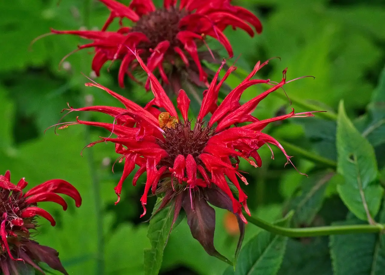 Bladziekten bij Monarda didyma: risico’s bij vochtig weer