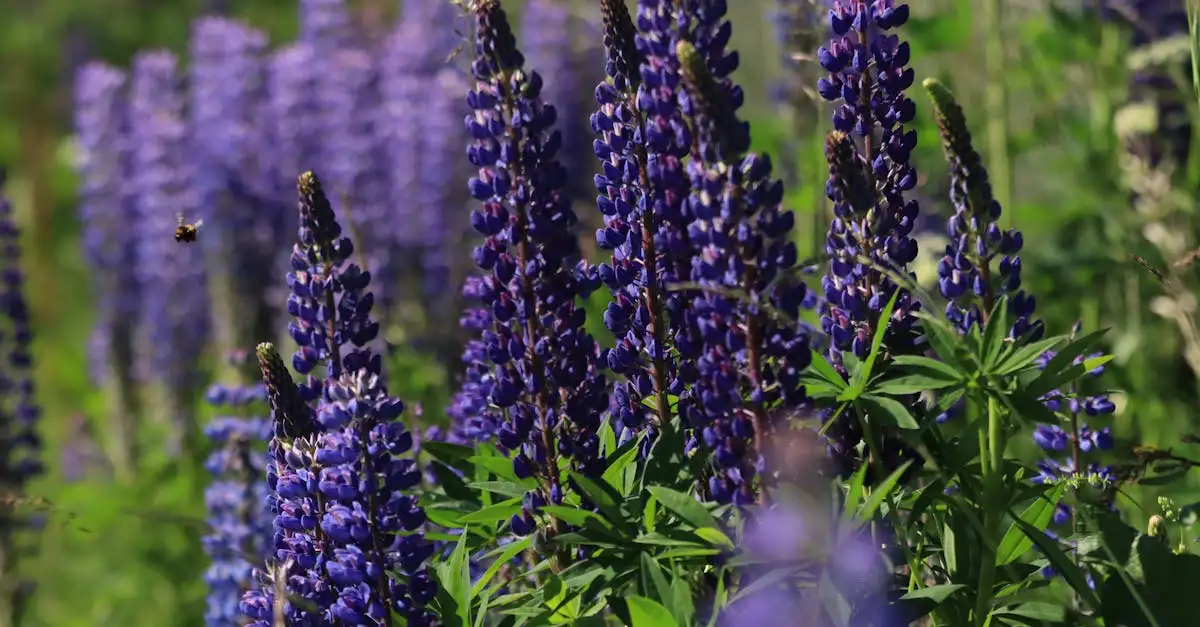 Blauwe bloeiende lupines (Lupinus) inheems in Europa?