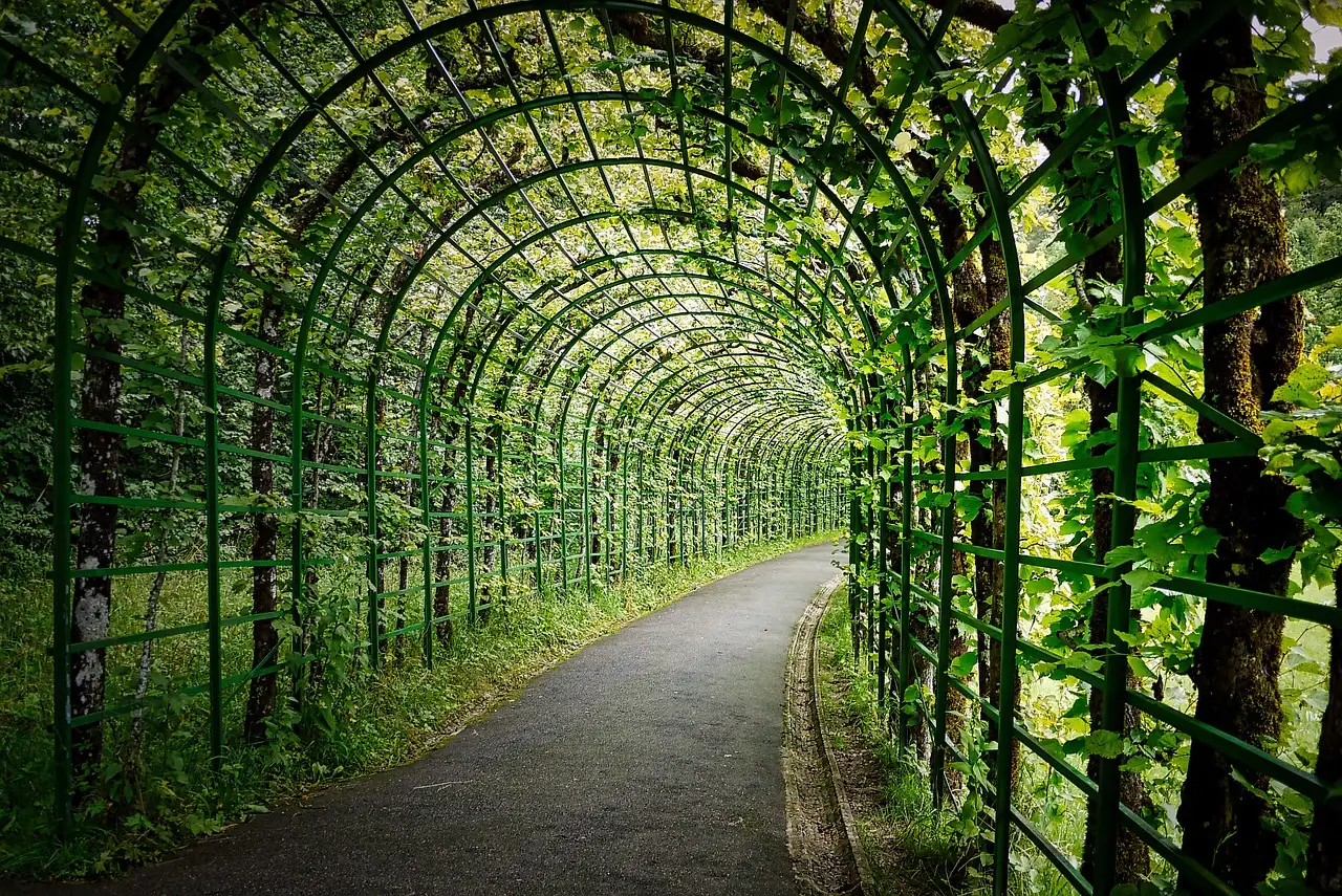 Blauwe Regen Wisteria Leiden Langs een Pergola Tips en Tricks (2026)