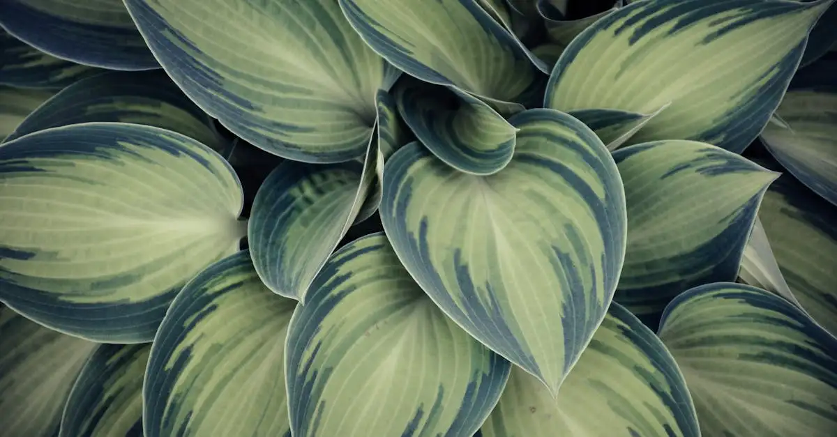 Bloedwortel combineren met hosta’s of varens: tips en tricks