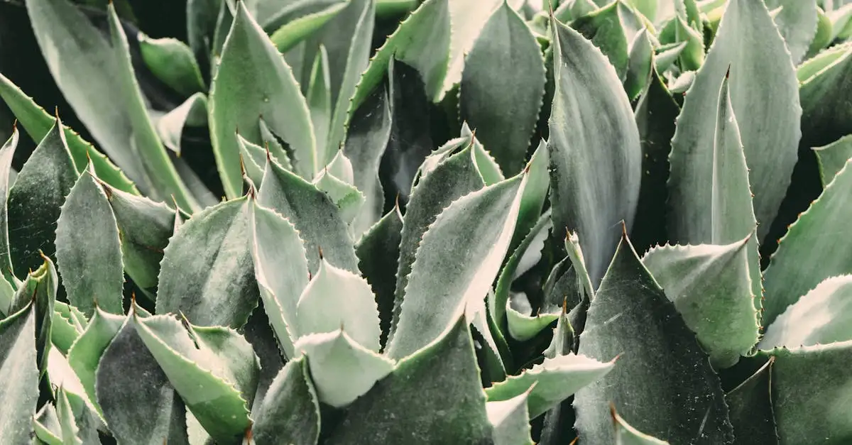 Bloemen van aloë (Aloe ferox) laten staan voor zaadvorming?
