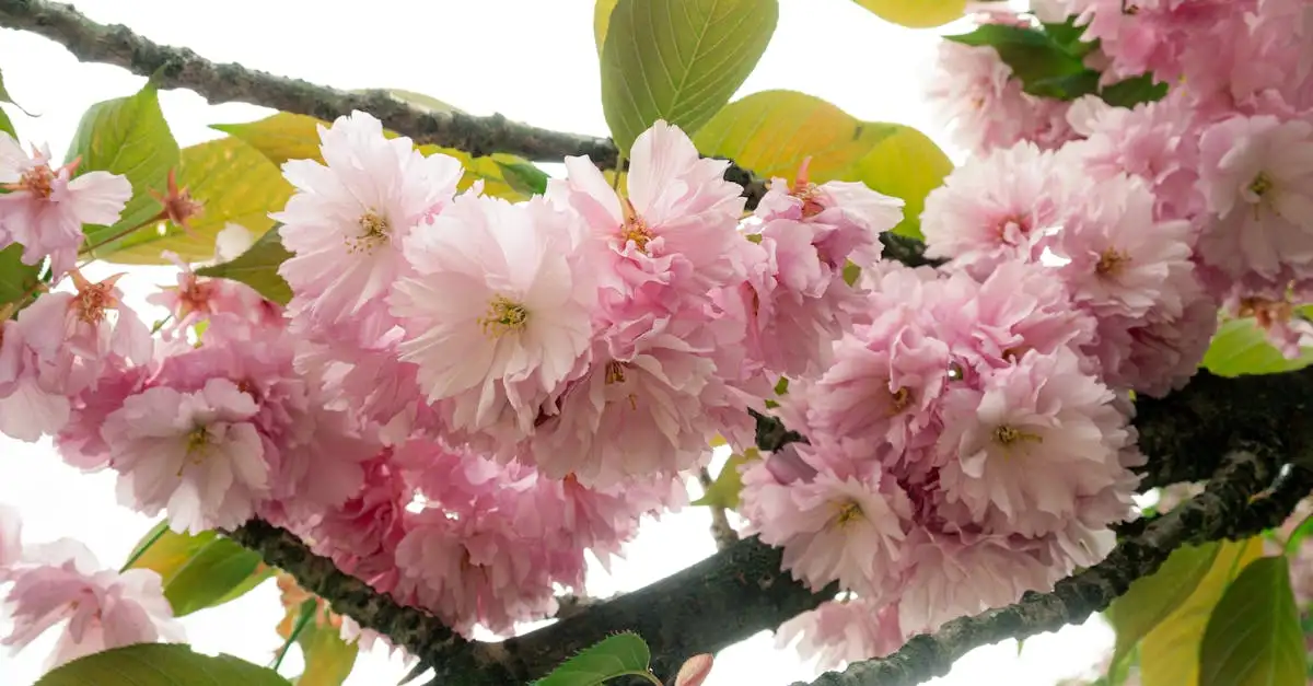 Bloemen van de sierkers gebruiken in boeketten? Tips!