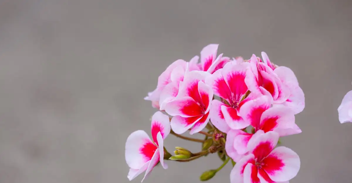 Bodemstructuur voor sterke bloei van Geranium phaeum ‘Samobor’