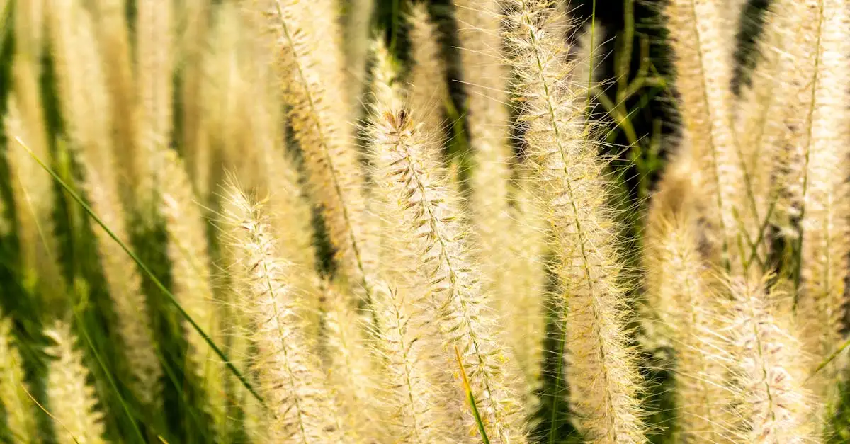 Bollen Die Goed Passen Tussen Pennisetum Lampenpoetsersgras (2026)