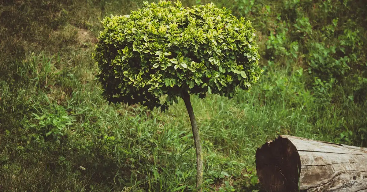 Bontbladige varianten van Buxus: wat je moet weten