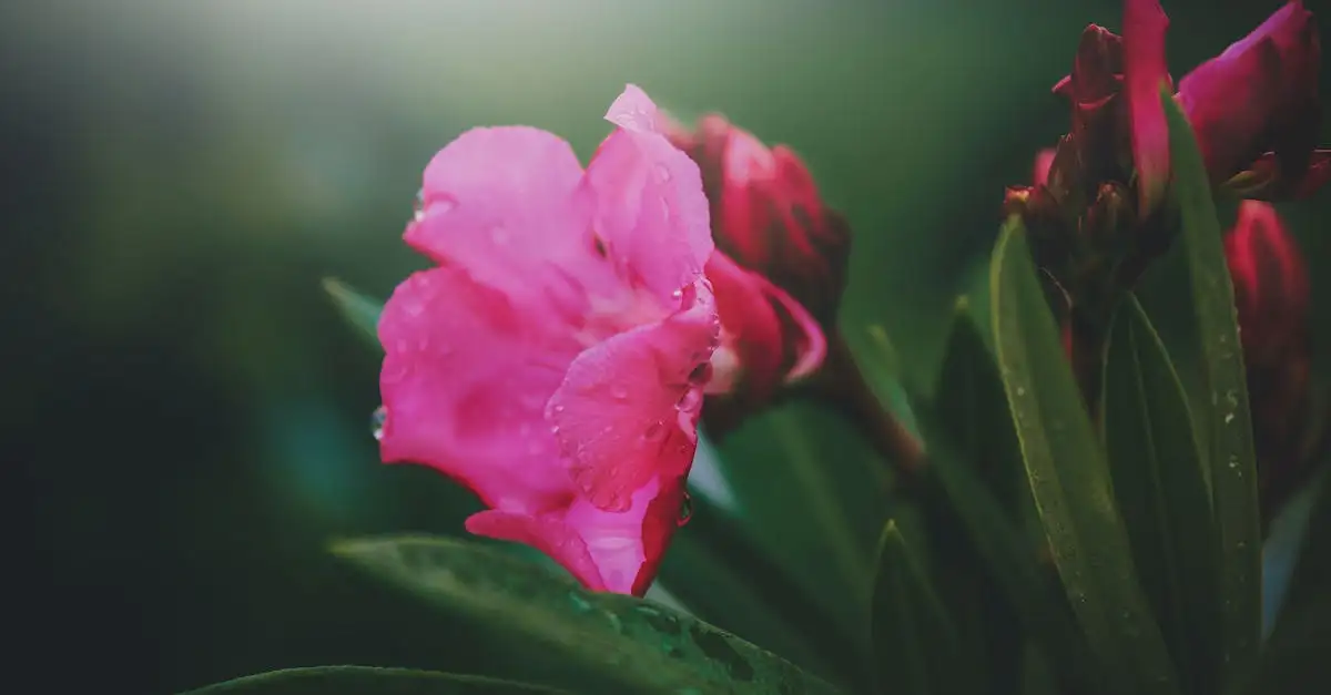 Botanische herkomst van de oleander (Nerium oleander)