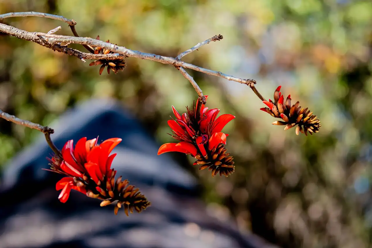 Botanische oorsprong van het zandblauwtje (Jasione montana)