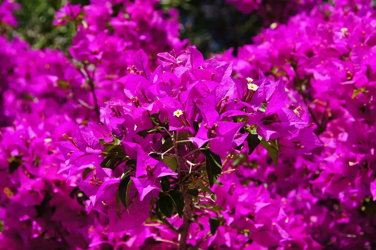 Bougainvillea laten bloeien in de winter onder glas? Tips!