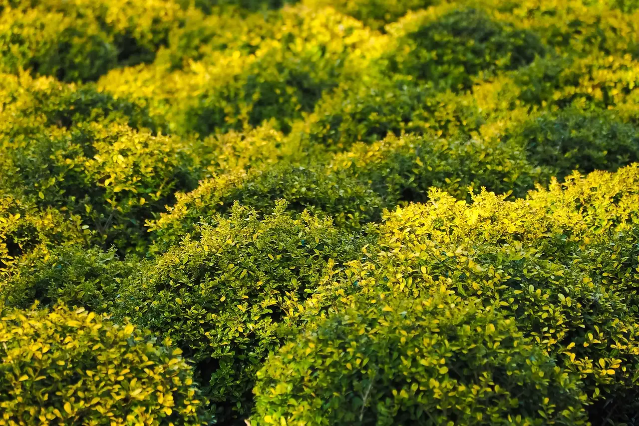 Buxus gebruiken in Oosterse tuinen: tips en adviezen