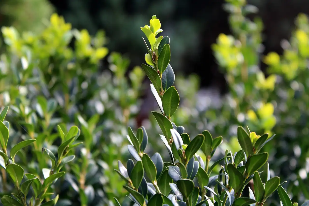 Buxus houtbewerking: commercieel gebruik en mogelijkheden