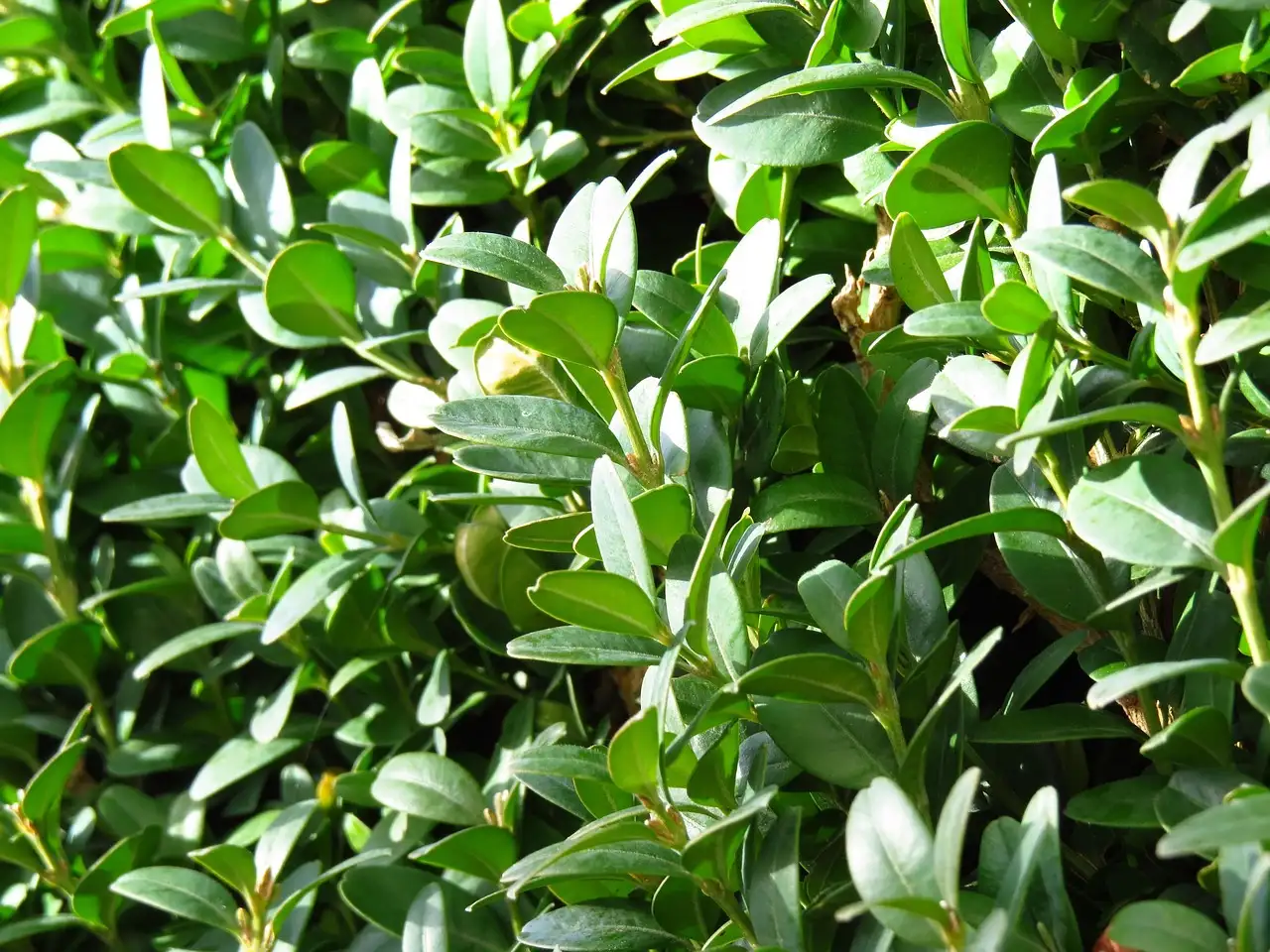 Buxus in pot combineren met lavendel: tips en ideeën