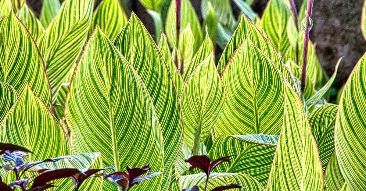 Canna indica combineren met siergrassen in je border