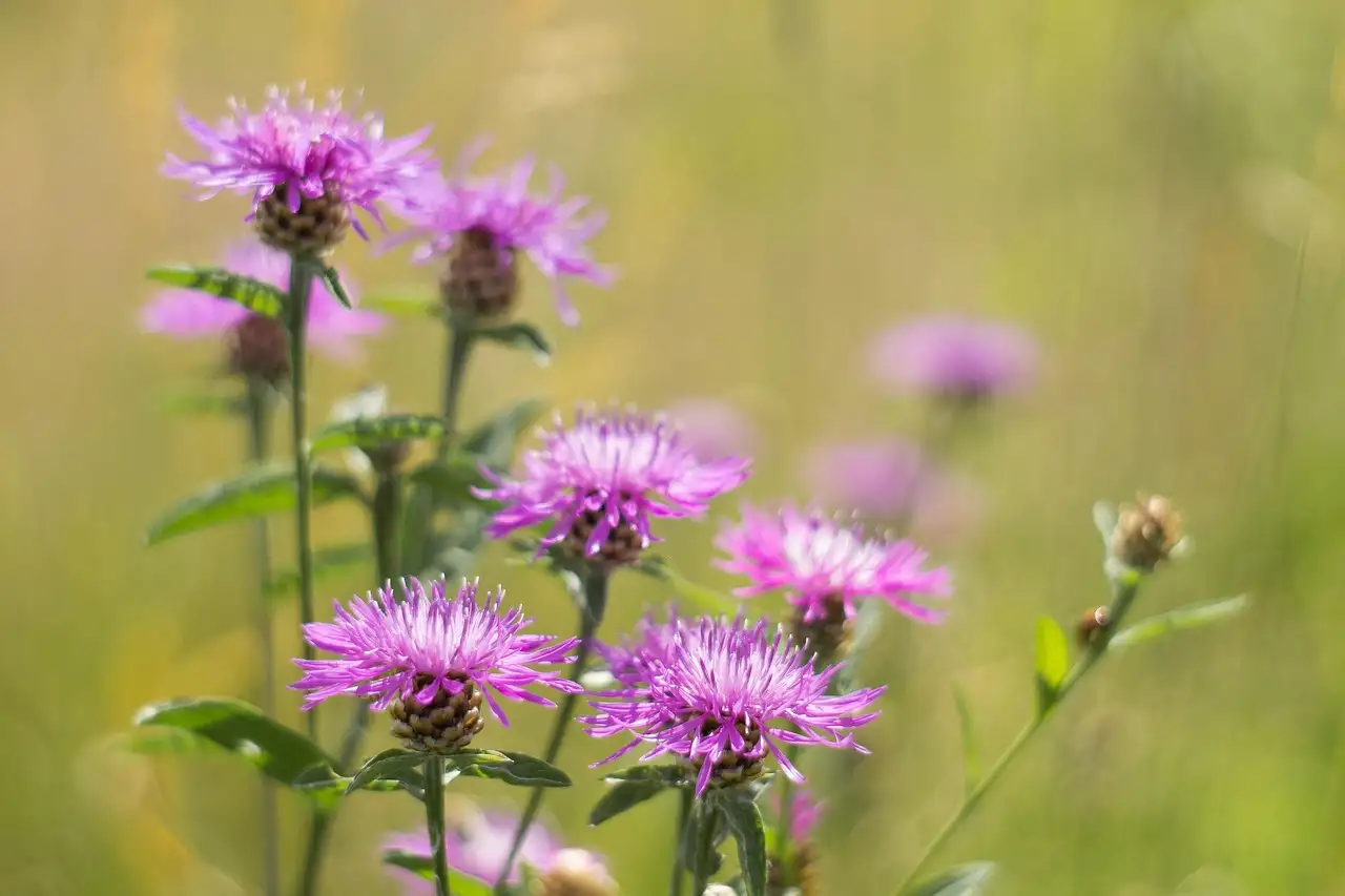 Centaurea (knoopkruid) als snijbloem: mogelijk of niet?