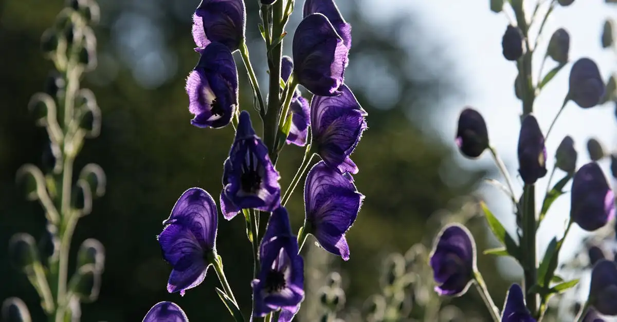 Chinese monnikskap Aconitum carmichaelii in vasteplantenborder?