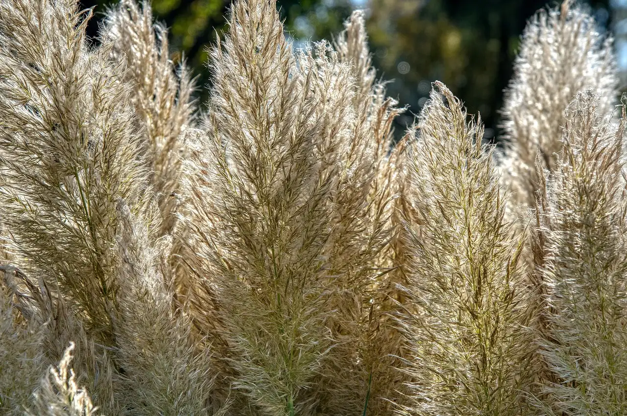 Combinaties van planten die goed passen bij pampasgras