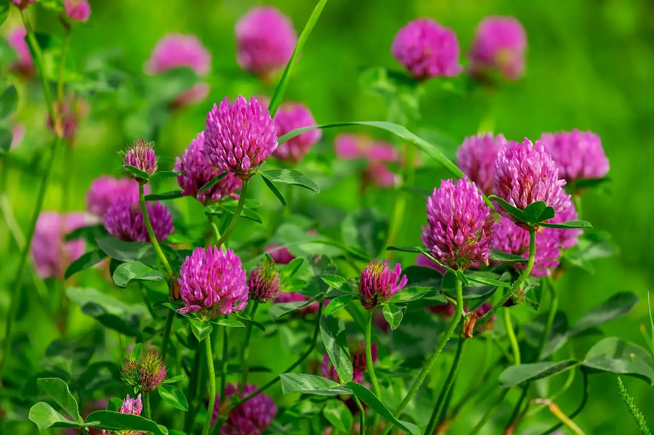 Combineer klaver Trifolium pratense met borderplanten in weide