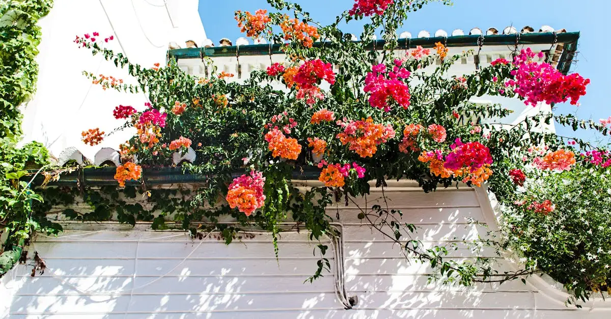 Combineert de bougainvillea mooi met Toscaanse jasmijn?