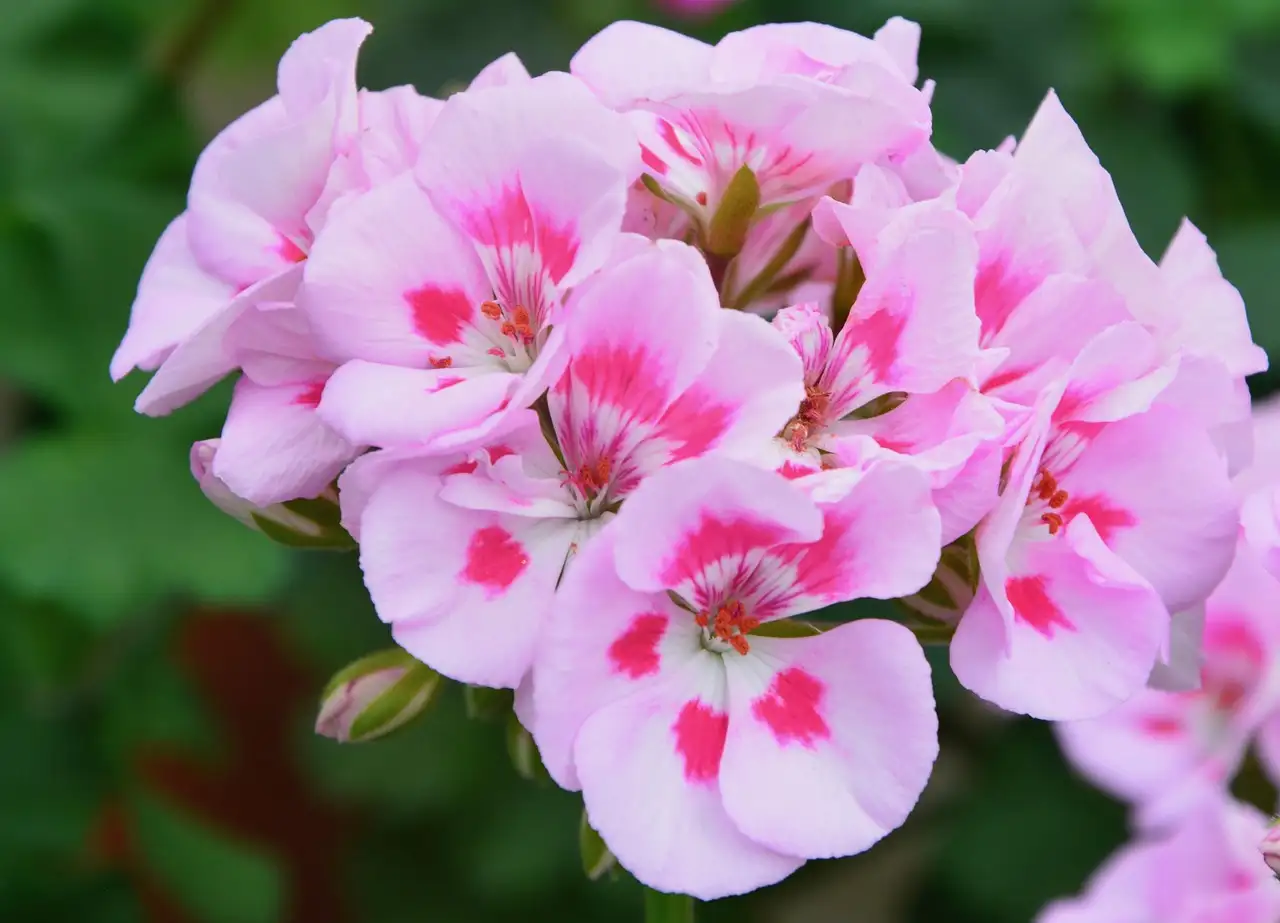 Combineert de dagkoekoeksbloem goed met geraniums?