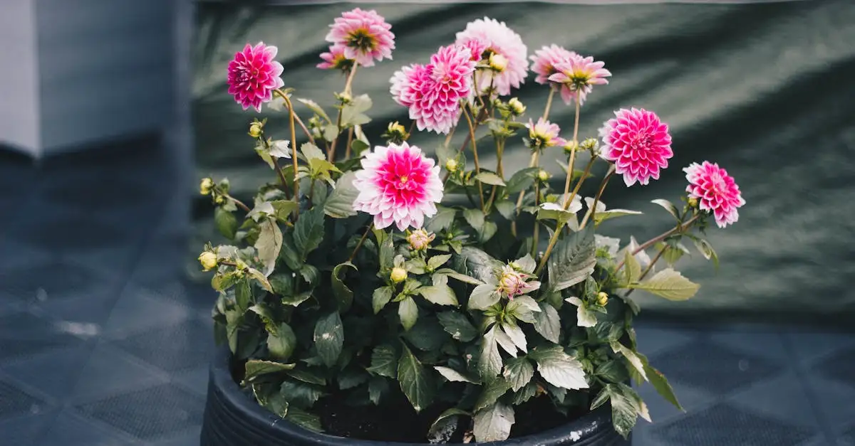 Combineert de Gladiool Goed met Dahlias in Zomertuinen (2026)