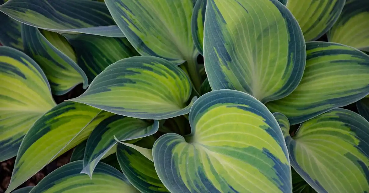 Combineert lamium maculatum mooi met hosta’s of varens?