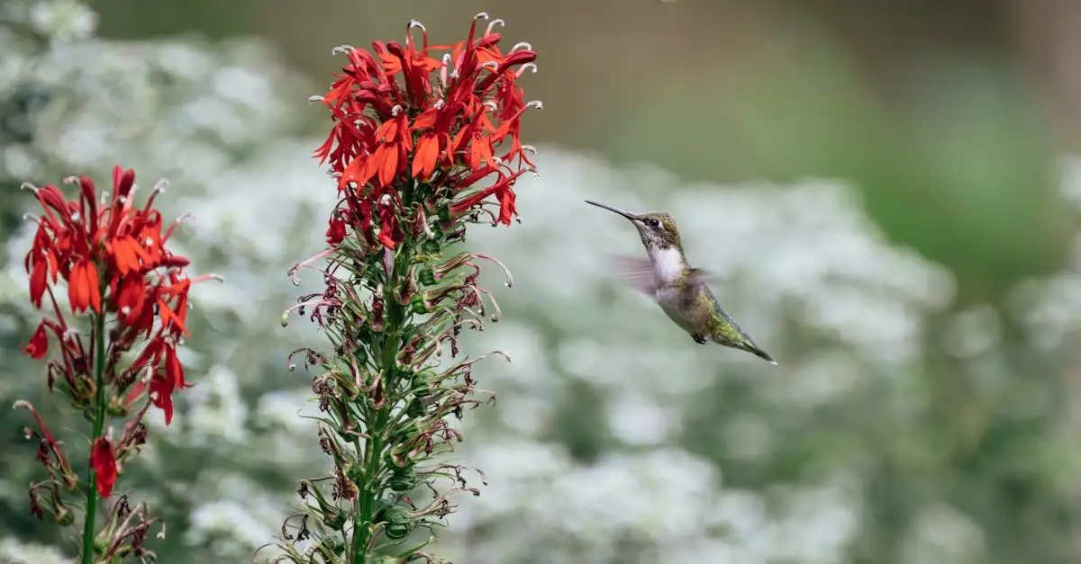 Combineert lobelia cardinalis goed met siergrassen in de tuin?