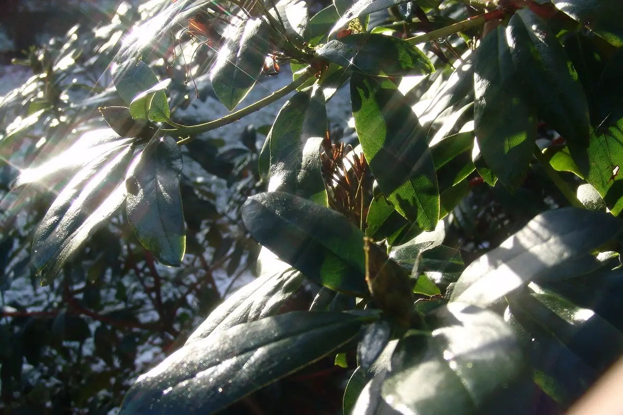 Cryptomeria combineren met rododendrons: tips en adviezen