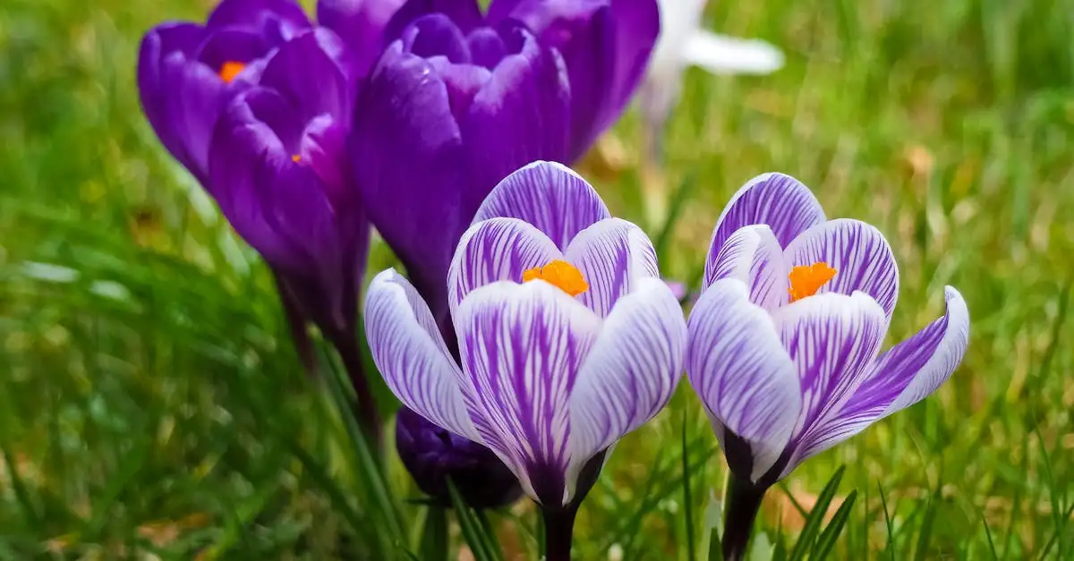 De beste bodemstructuur voor de krokus (Crocus tommasinianus)