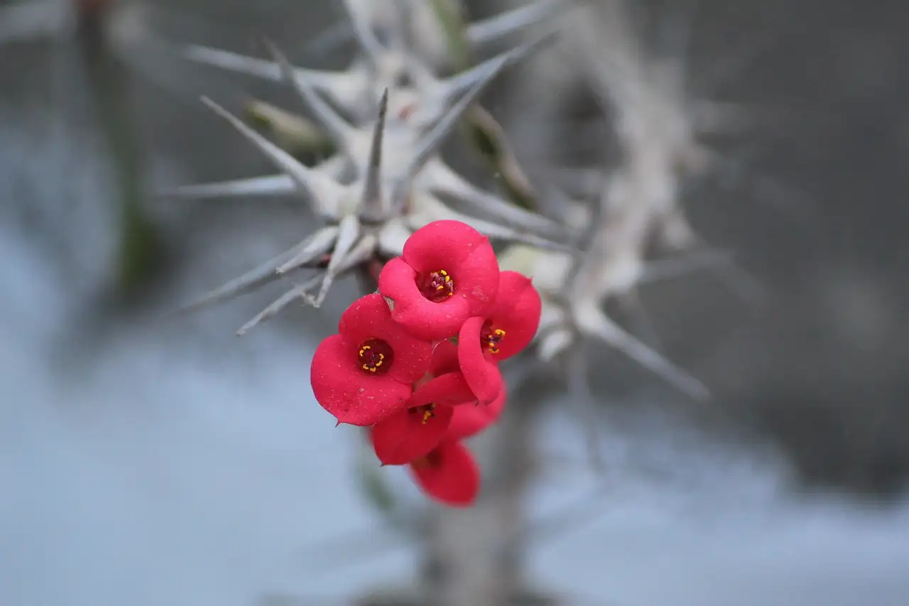 De beste Euphorbia voor droge, stenige borders ontdekken