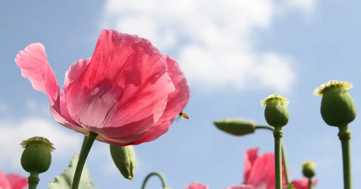 De beste meststof voor blauwe papaver in het voorjaar