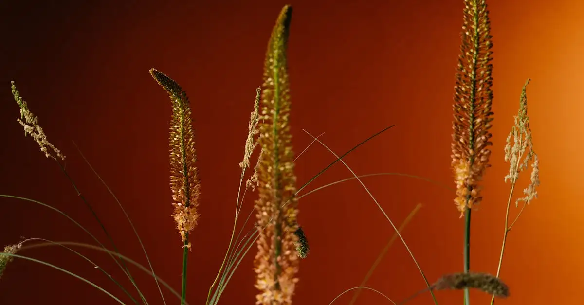 De beste meststof voor de naald van Cleopatra (Eremurus)