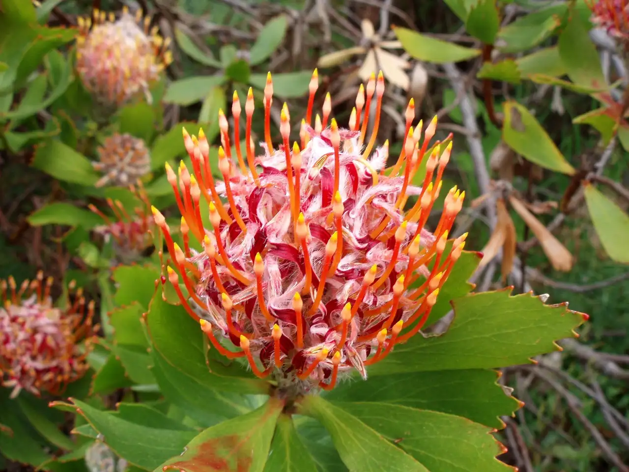 De beste planten voor een schaduwborder in uw tuin
