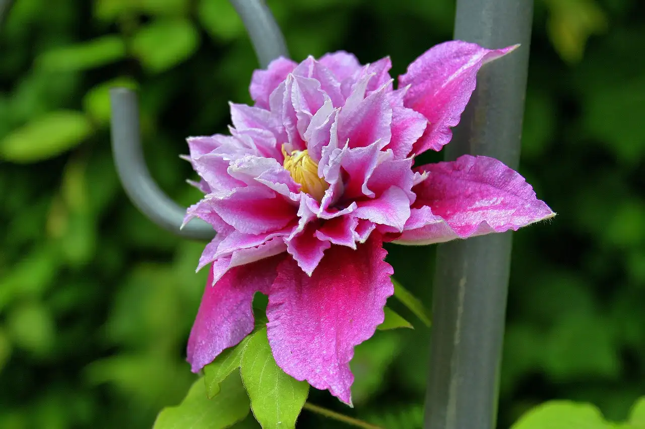 De beste plek voor bosrank Clematis integrifolia als solitair