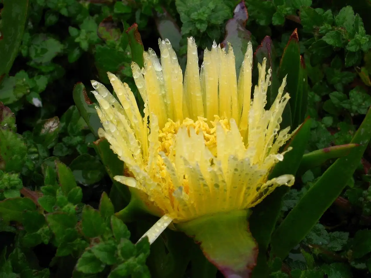 De beste vaste planten voor jouw tuin kiezen