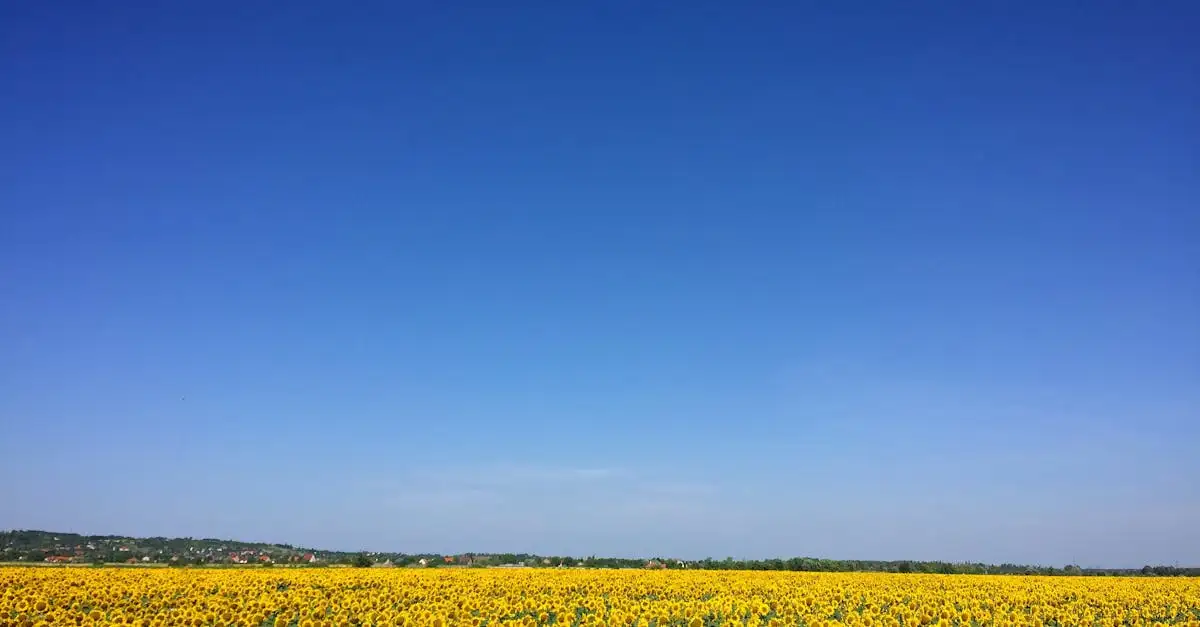 De ideale potmaat voor jouw zonnebloem (Helianthus)