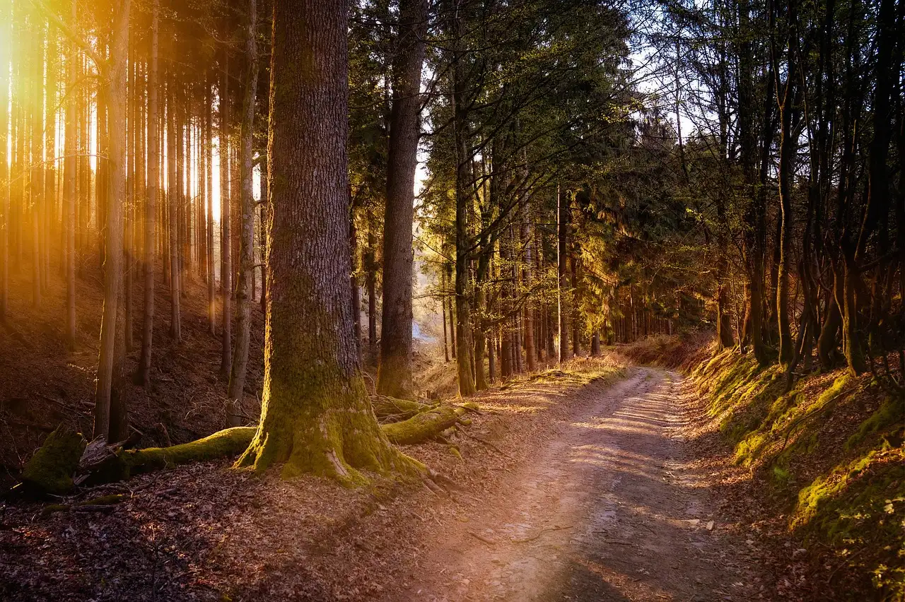 De ideale standplaats voor de teunisbloem: zon of schaduw?
